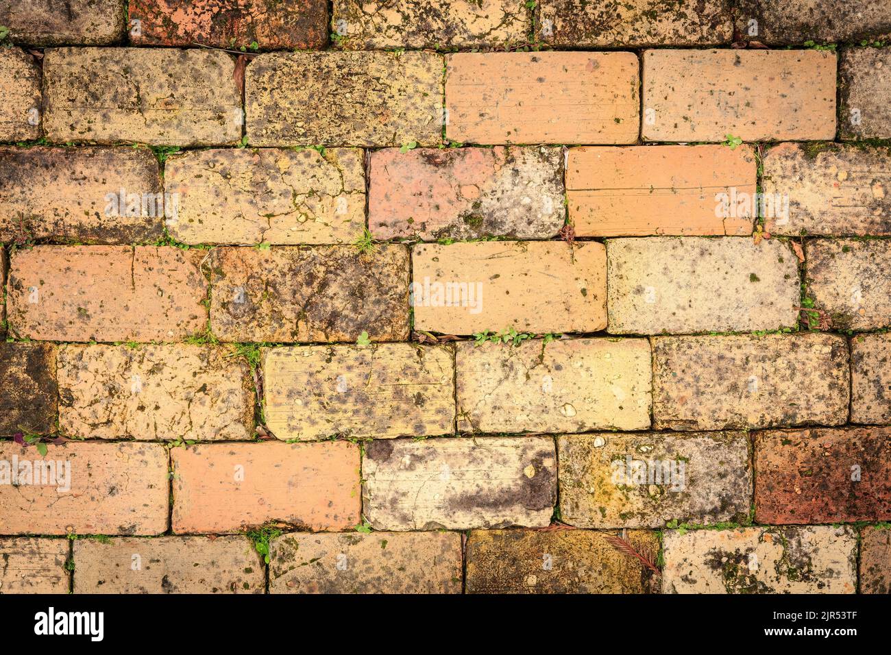 Closeup view of old, weathered brick paving, with plants growing in the cracks Stock Photo