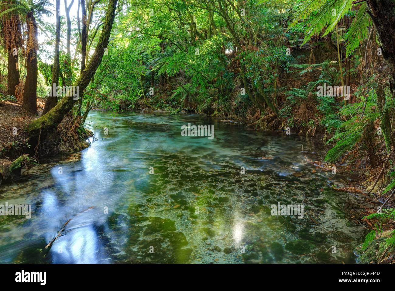 The crystal clear waters of Hamurana Springs, just to the north of Lake Rotorua, New Zealand, flowing through native forest Stock Photo