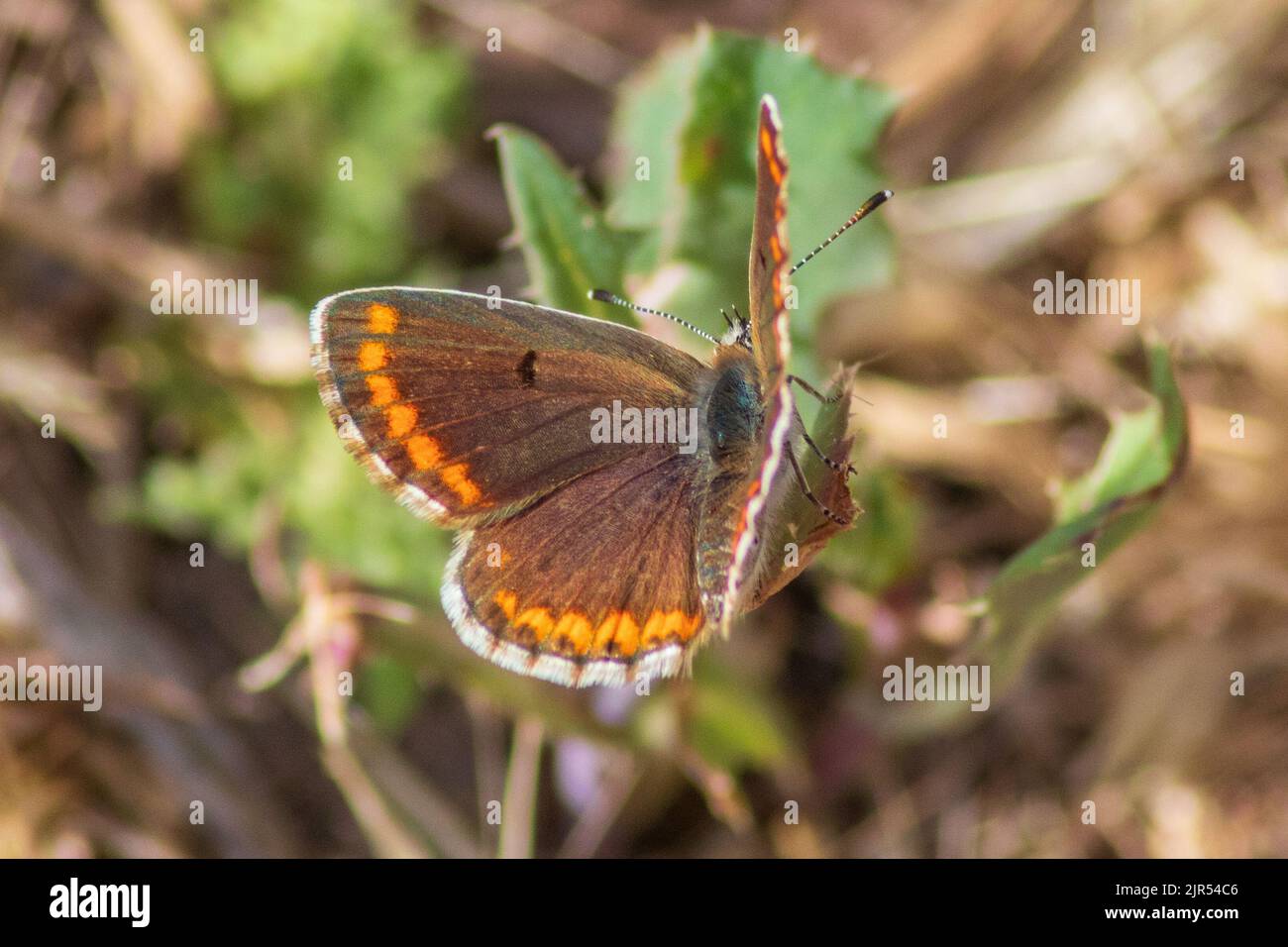 Aricia Cramera, Southern Brown Argus Butterfly Stock Photo