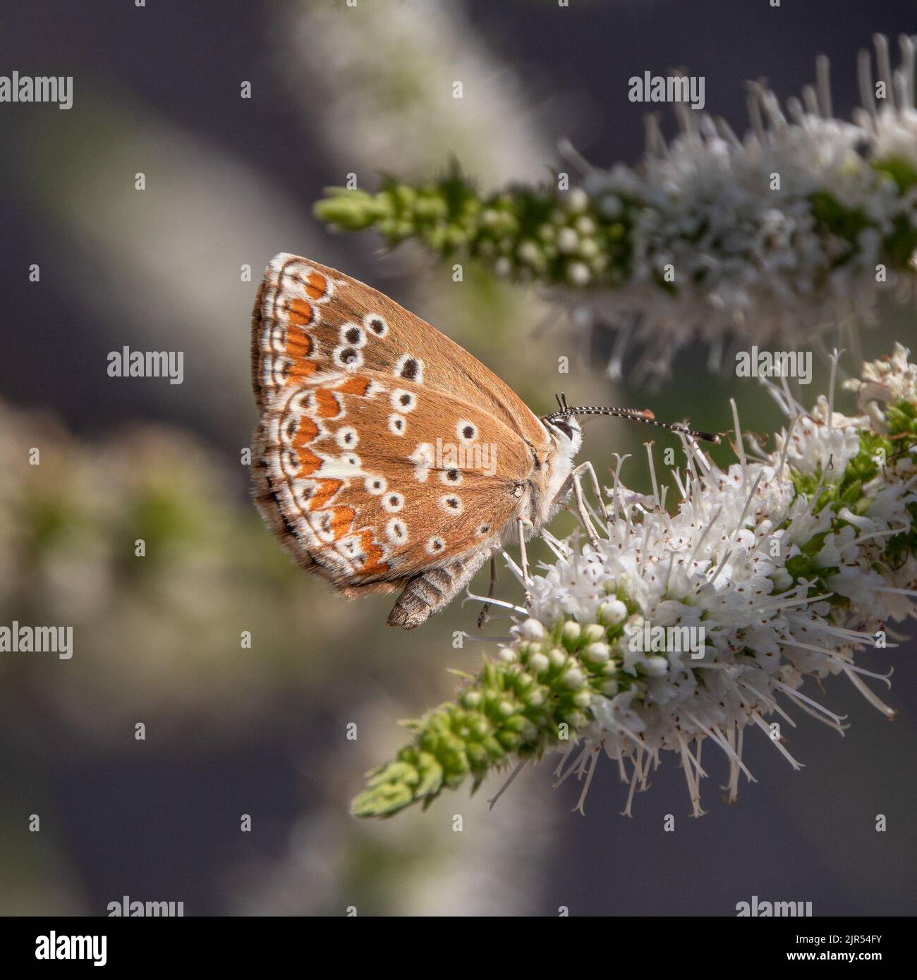 Aricia Cramera, Southern Brown Argus Butterfly Stock Photo