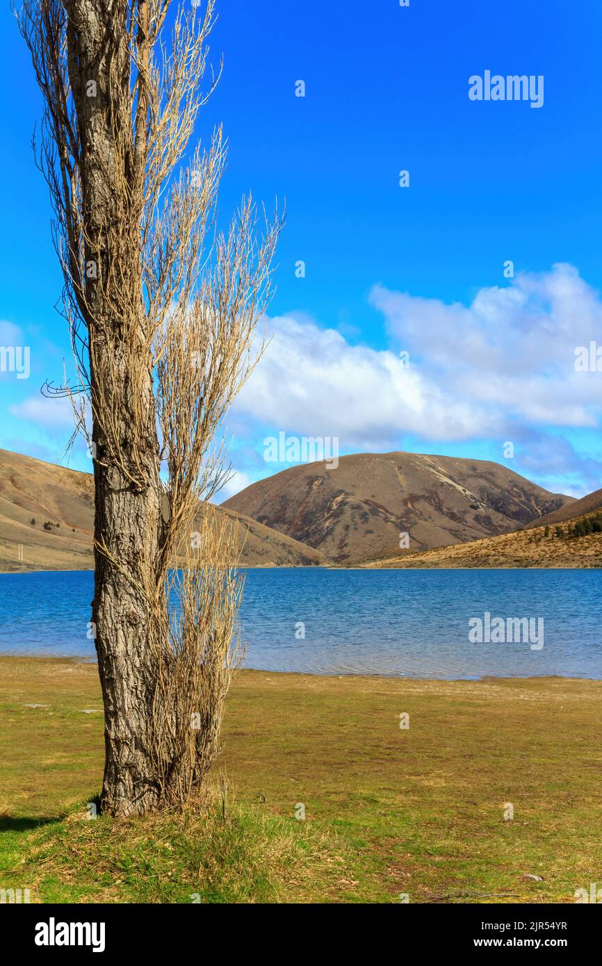 A poplar tree growing beside Lake Lyndon, a small lake in the Southern Alps of New Zealand Stock Photo