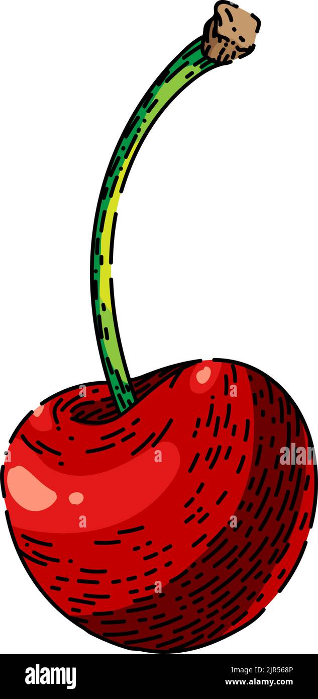cherry red sketch hand drawn vector Stock Vector