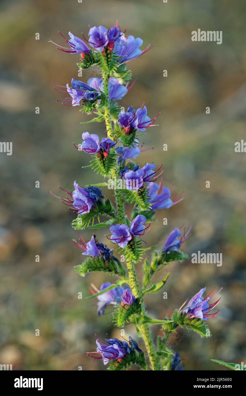Blue vipers bugloss, Echium vulgare, flowers in close up with a blurred background of beach shingle pebbles. Stock Photo