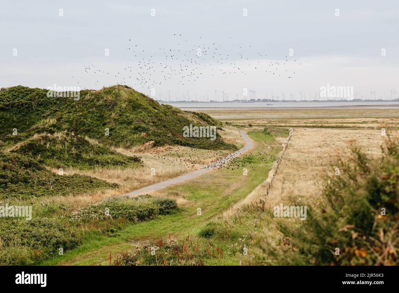 dune landscape on the north sea beach Stock Photo - Alamy