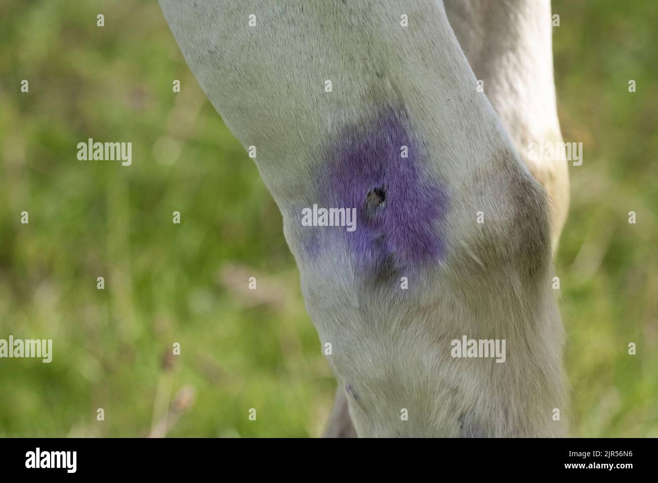 Purple antibacterial spray on an horse leg wound Stock Photo Alamy