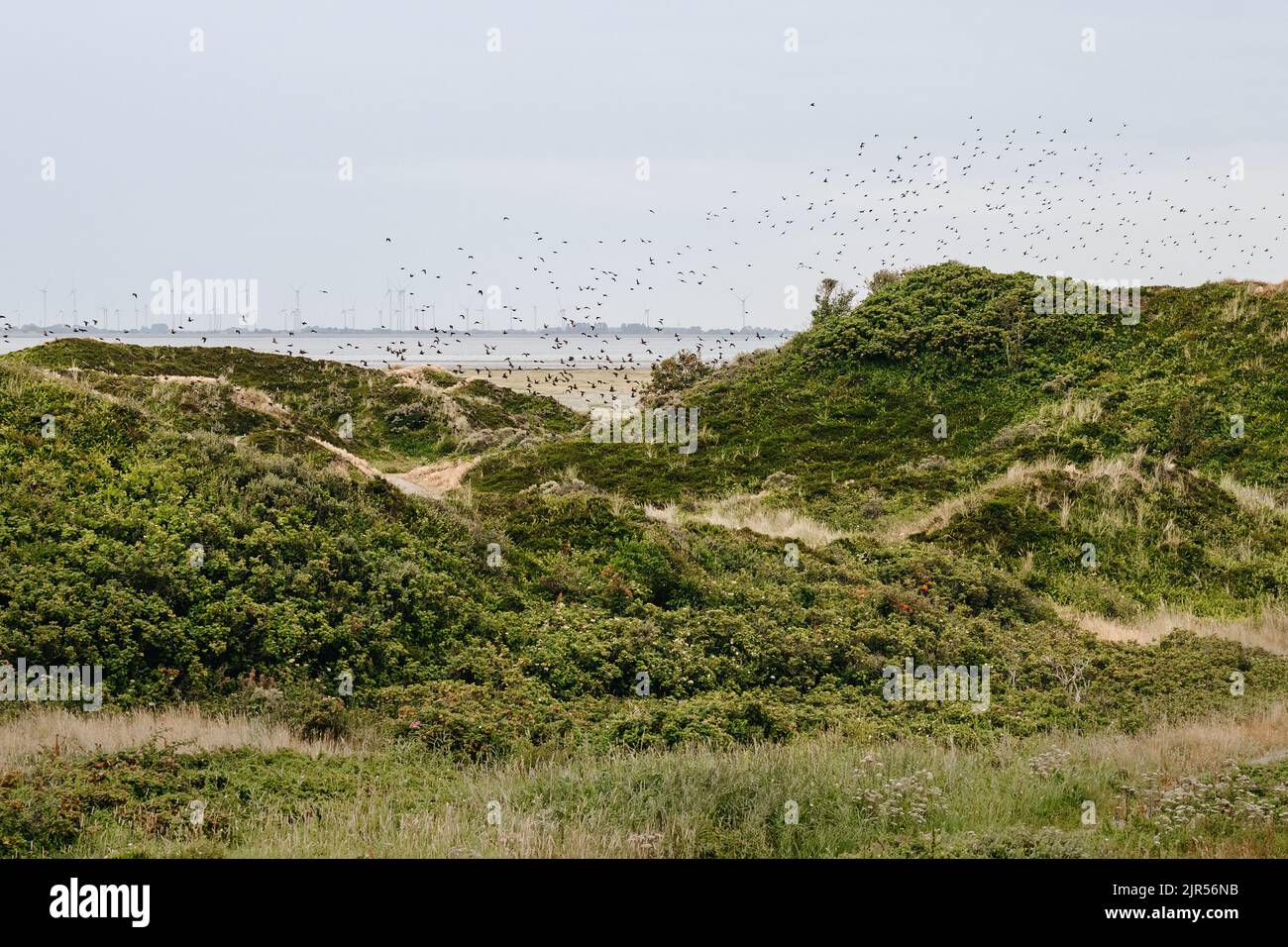 dune landscape on the north sea beach Stock Photo