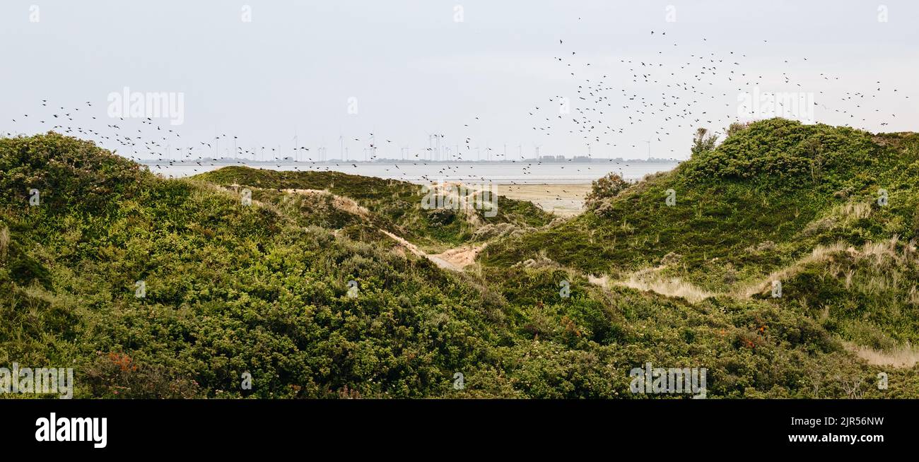 dune landscape on the north sea beach Stock Photo