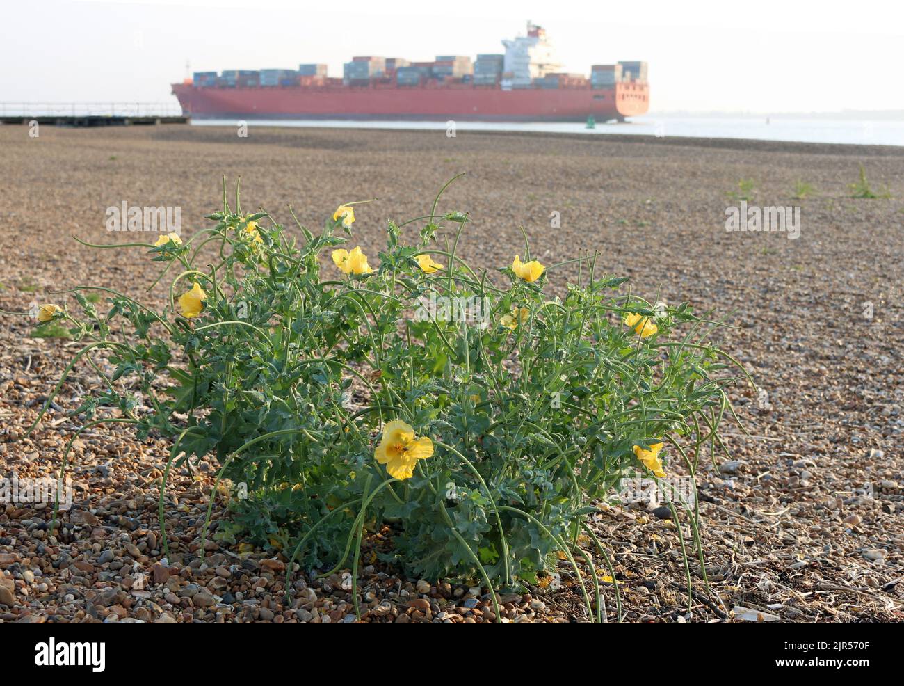 Yellow horned poppy, Glaucium flavum, plant with flowers and seed pods on a shingle beach of small pebbles and a container ship blurred in the backgro Stock Photo