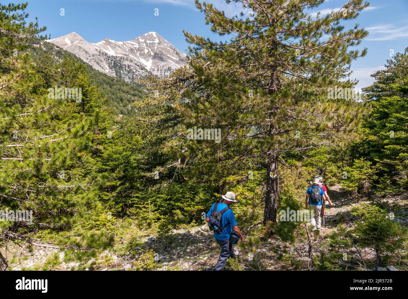 Walking in the Vasiliki Forest on the long distance,  E4 route with The peak of Profitis Ilias in the background, The highest peak in the Taygetus ran Stock Photo