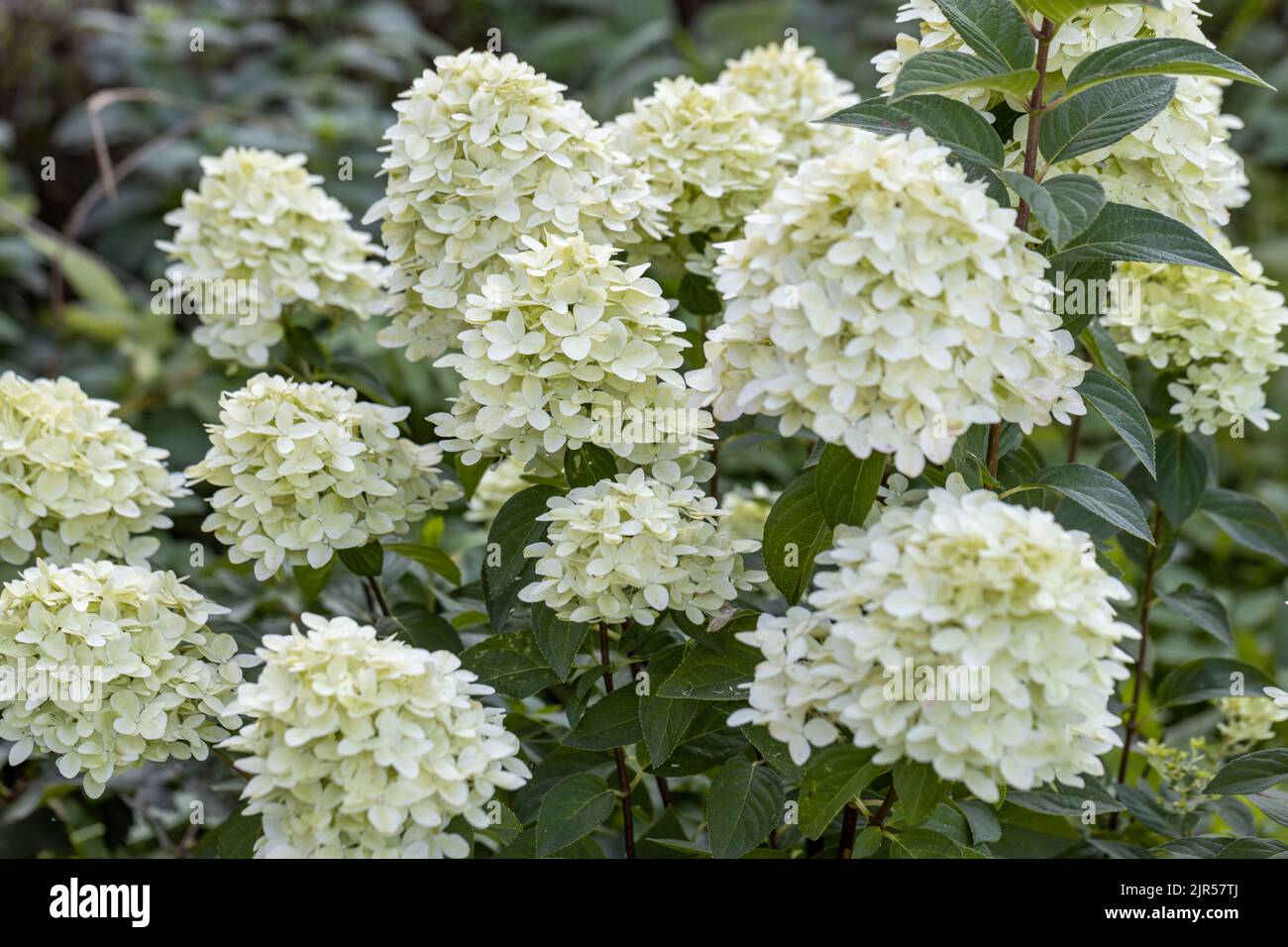 Hydrangea paniculata sort Limelight: hydrangea with green flowers ...