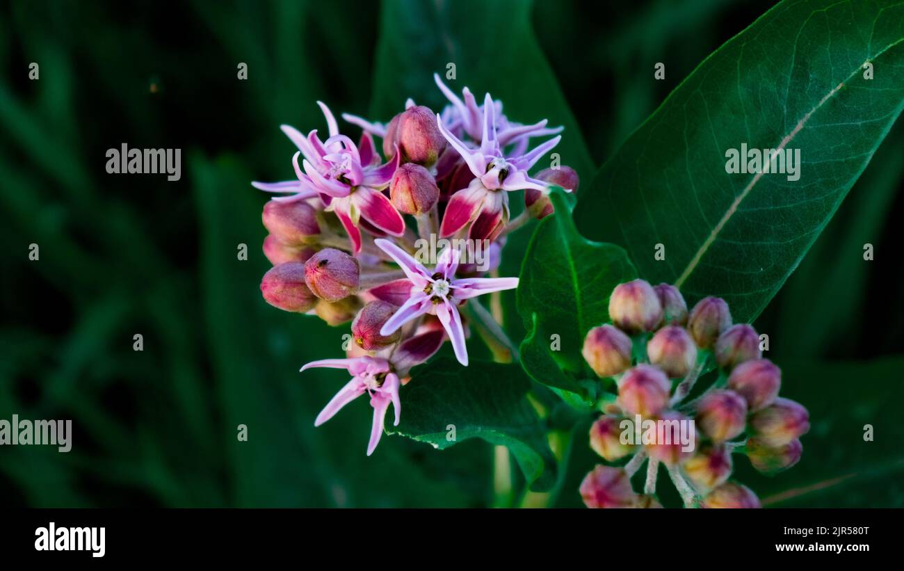 A closeup shot of showy milkweed flowers with big leaves in the background Stock Photo