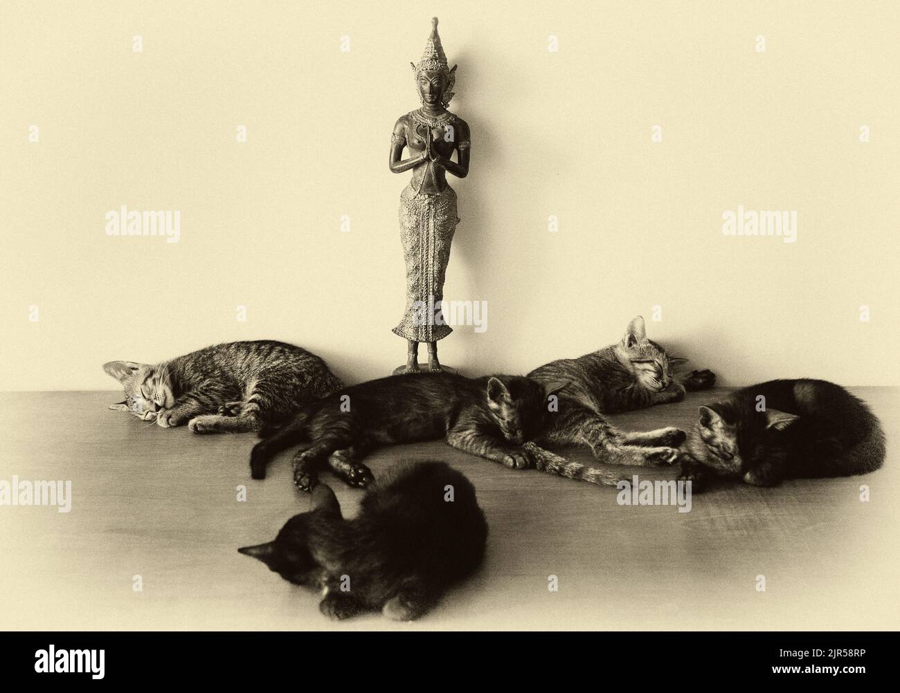 Rome, Italy: a group of kittens sleep at the foot of a buddha statue Stock Photo