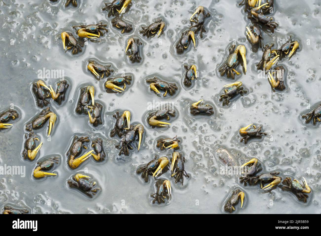 Cluster of fiddler crabs forage in shallow marshy water with light reflecting on the surface. At Isle of Wight Park. Stock Photo