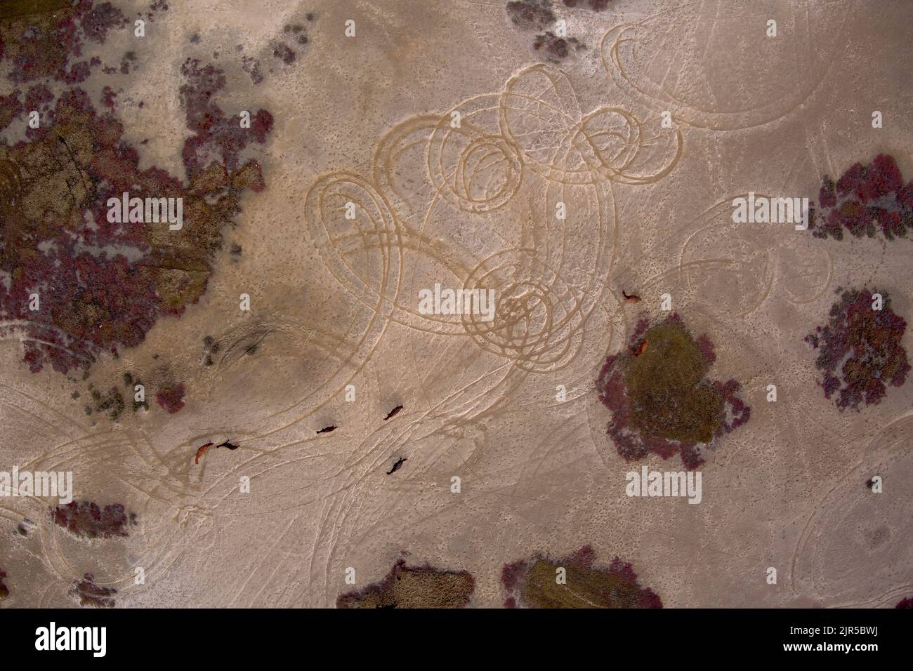 Aerial of Brumby Horses on the salt pans near Southend Village on Curtis Island Queensland Australia Stock Photo