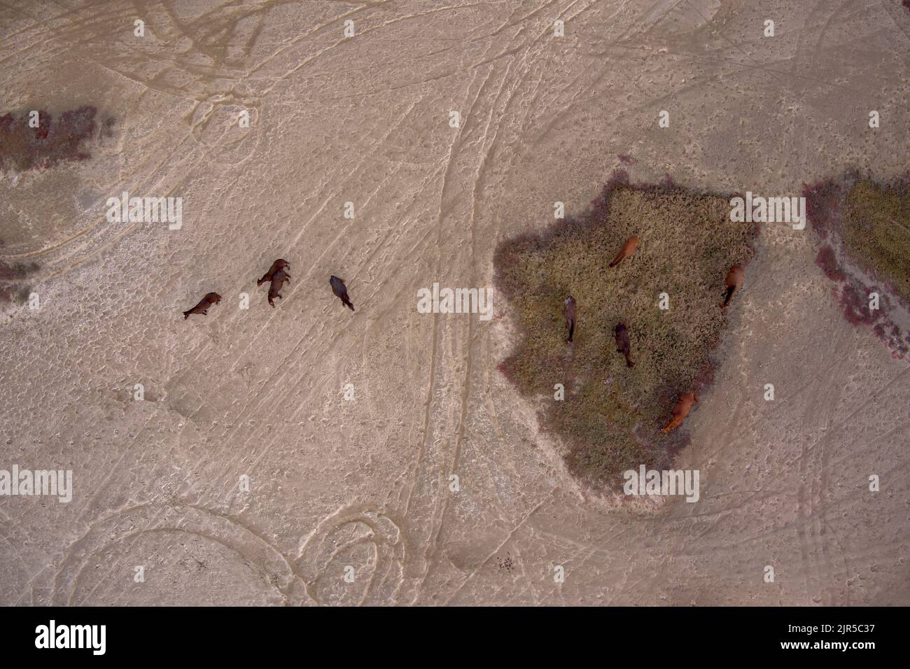 Aerial of Brumby Horses on the salt pans near Southend Village on Curtis Island Queensland Australia Stock Photo