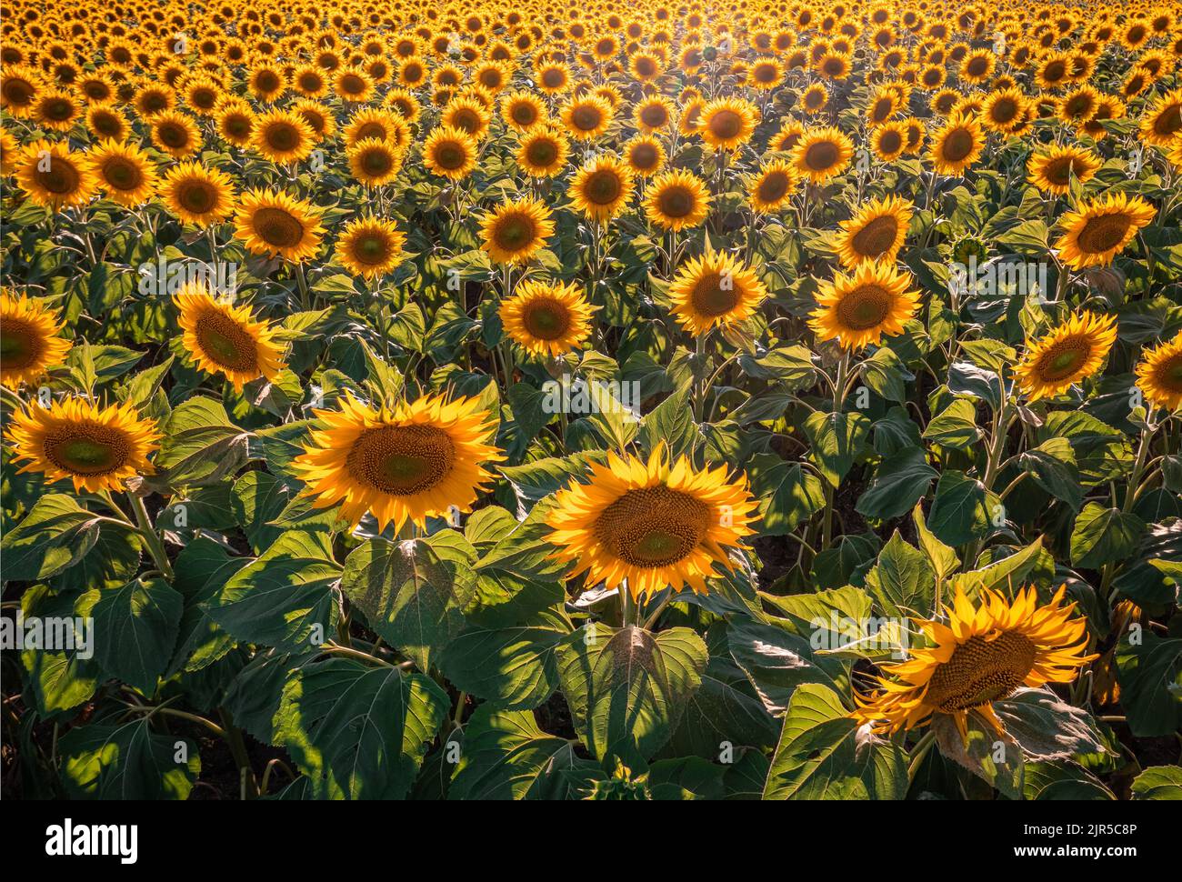 Balatonfuzfo, Hungary - Aerial drone view of a beautiful warm coloured sunflower field at sunset near Lake Balaton at summertime. Agricultural backgro Stock Photo
