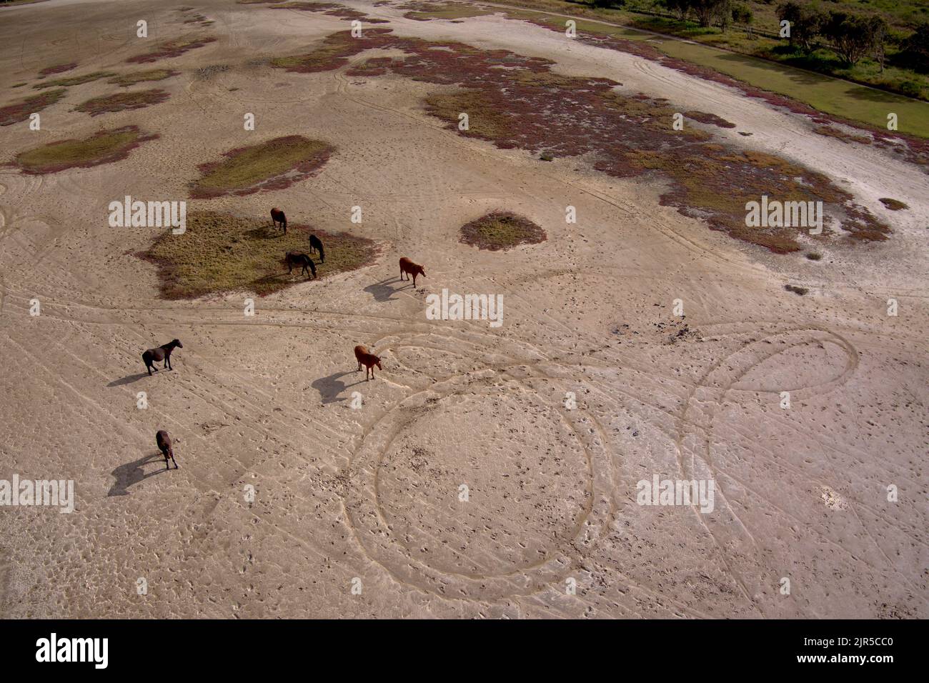 Aerial of Brumby Horses on the salt pans near Southend Village on Curtis Island Queensland Australia Stock Photo