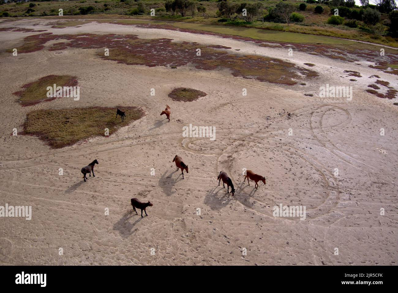 Aerial of Brumby Horses on the salt pans near Southend Village on Curtis Island Queensland Australia Stock Photo
