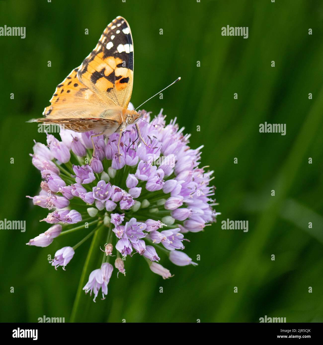 Painted lady butterfly collecting pollen from an allium senescens flower Stock Photo