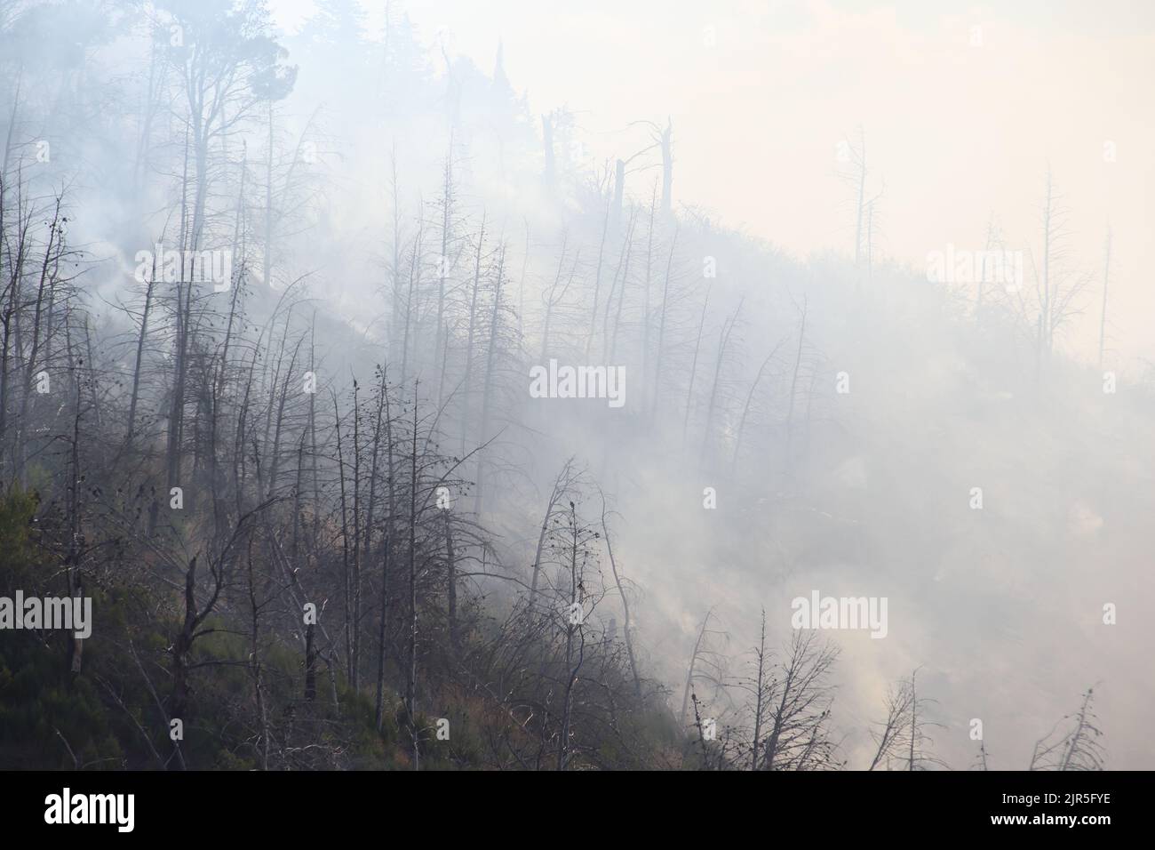 Sant'Agata di Puglia, Italia - 21 agosto 2022: l'incendio boschivo divampato durante la notte che ha distrutto la pineta del monte della Croce Stock Photo