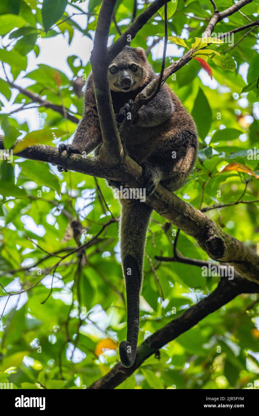 A rare and endemic marsupial Sulawesi Bear cuscus (Ailurops ursinus) on a tree in the wild. Tangkoko National Park, Sulawesi, Indonesia. Stock Photo