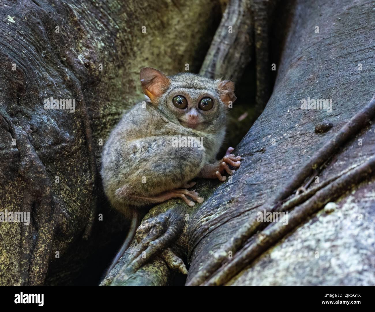 A small primate Spectral Tarsier (Tarsius spectrum) sitting on a tree trunk in the wild.  Tangkoko National Park, Sulawesi, Indonesia. Stock Photo