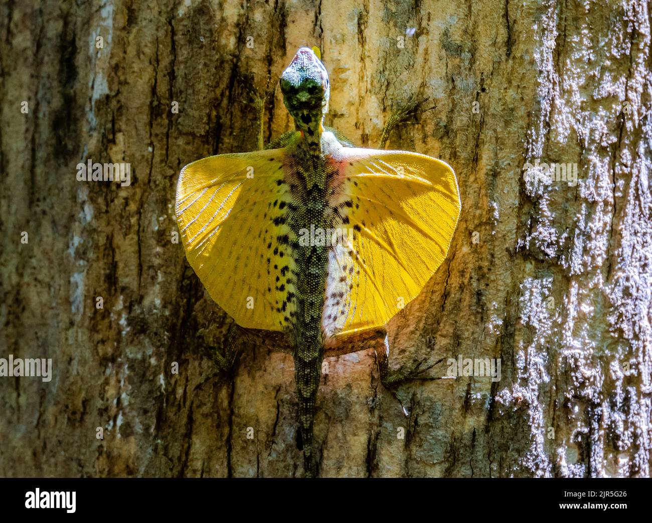 An endemic Sulawesi Lined Gliding Lizard (Draco spilonotus) in display with bright yellow patagia open. Tangkoko National Park, Sulawesi, Indonesia. Stock Photo