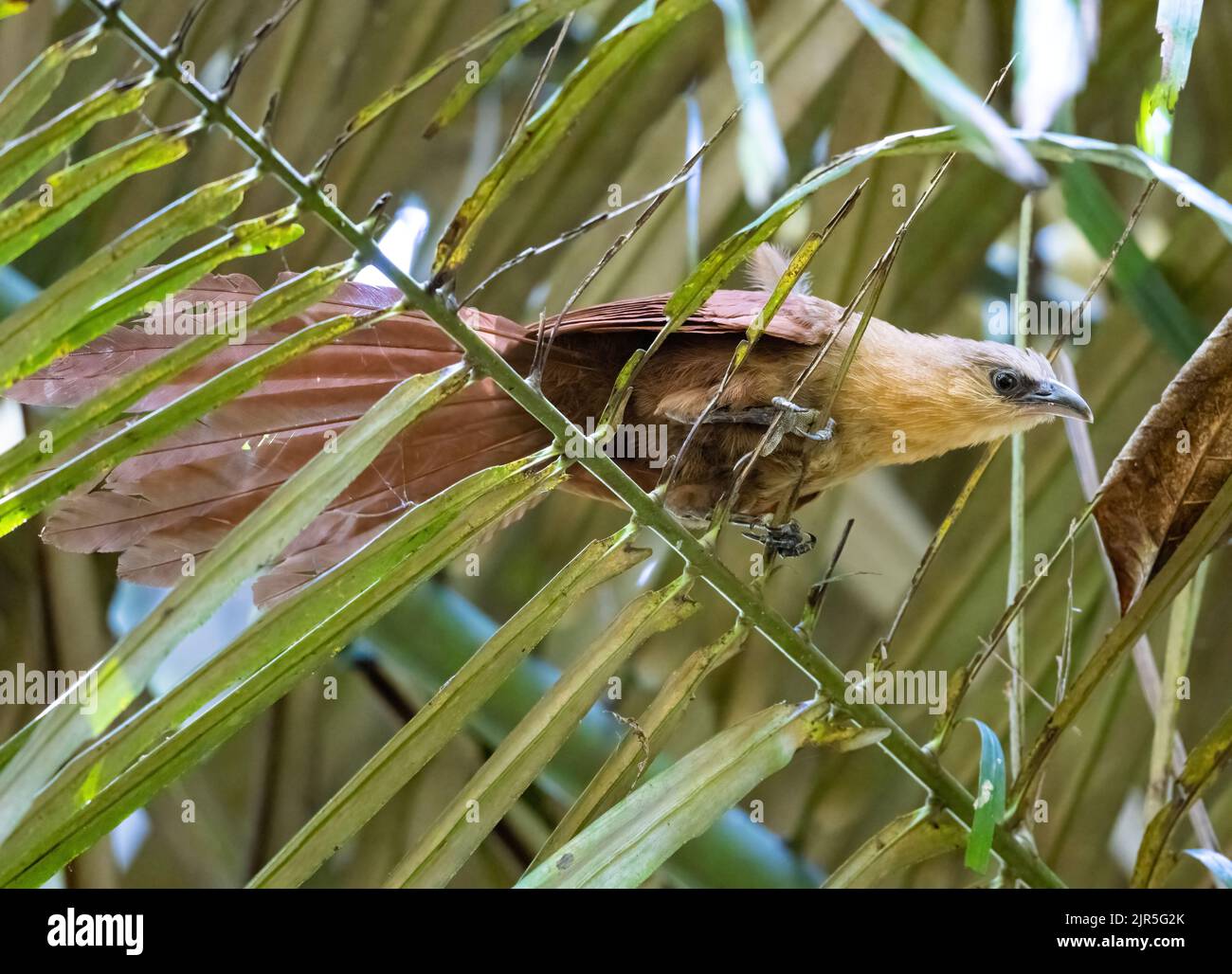 A Bay Coucal (Centropus celebensis) foraging in palm tree. Tangkoko National Park, North Sulawesi, Indonesia. Stock Photo