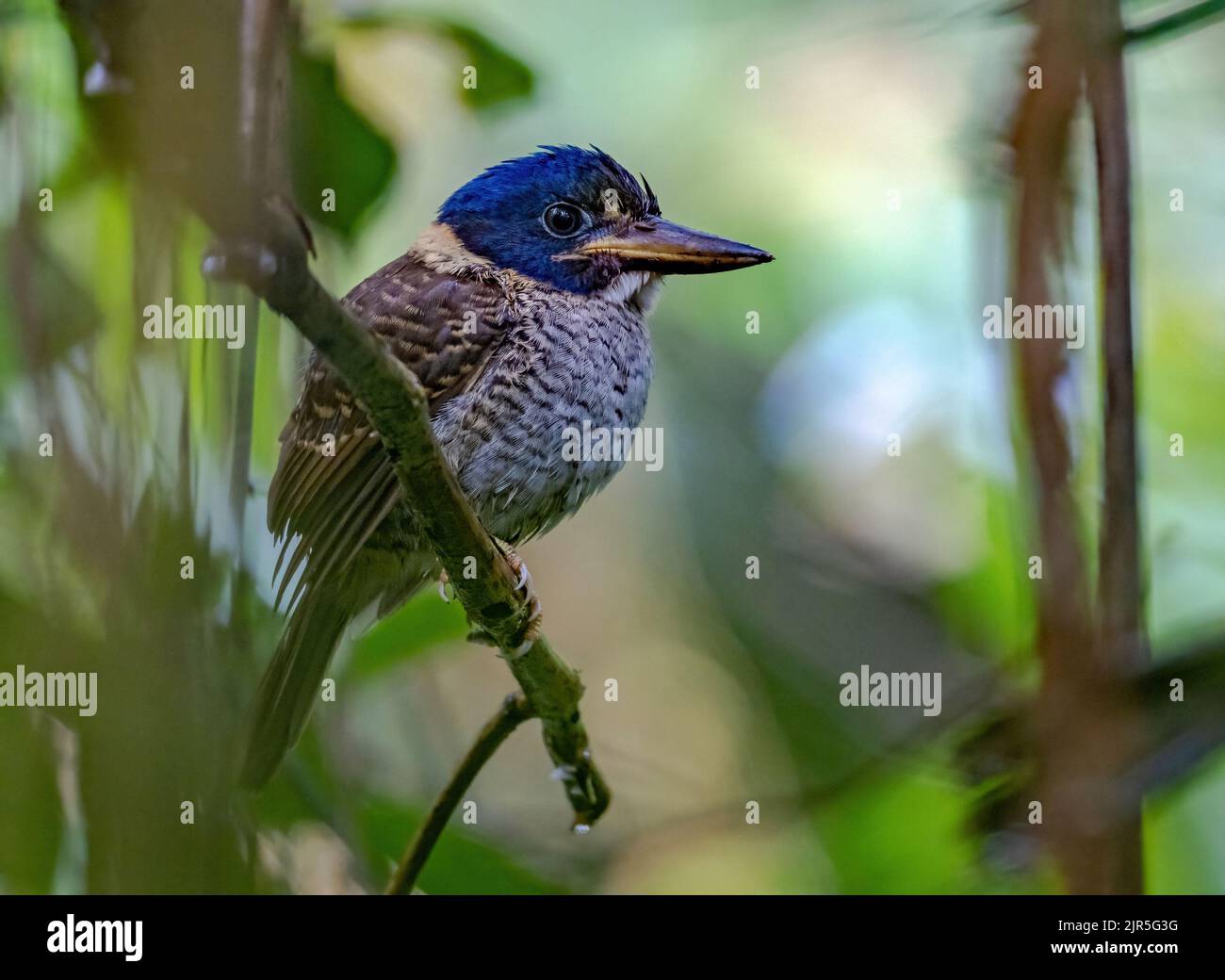 A Scaly-breasted Kingfisher (Actenoides princeps) perched on a branch. Sulawesi, Indonesia. Stock Photo