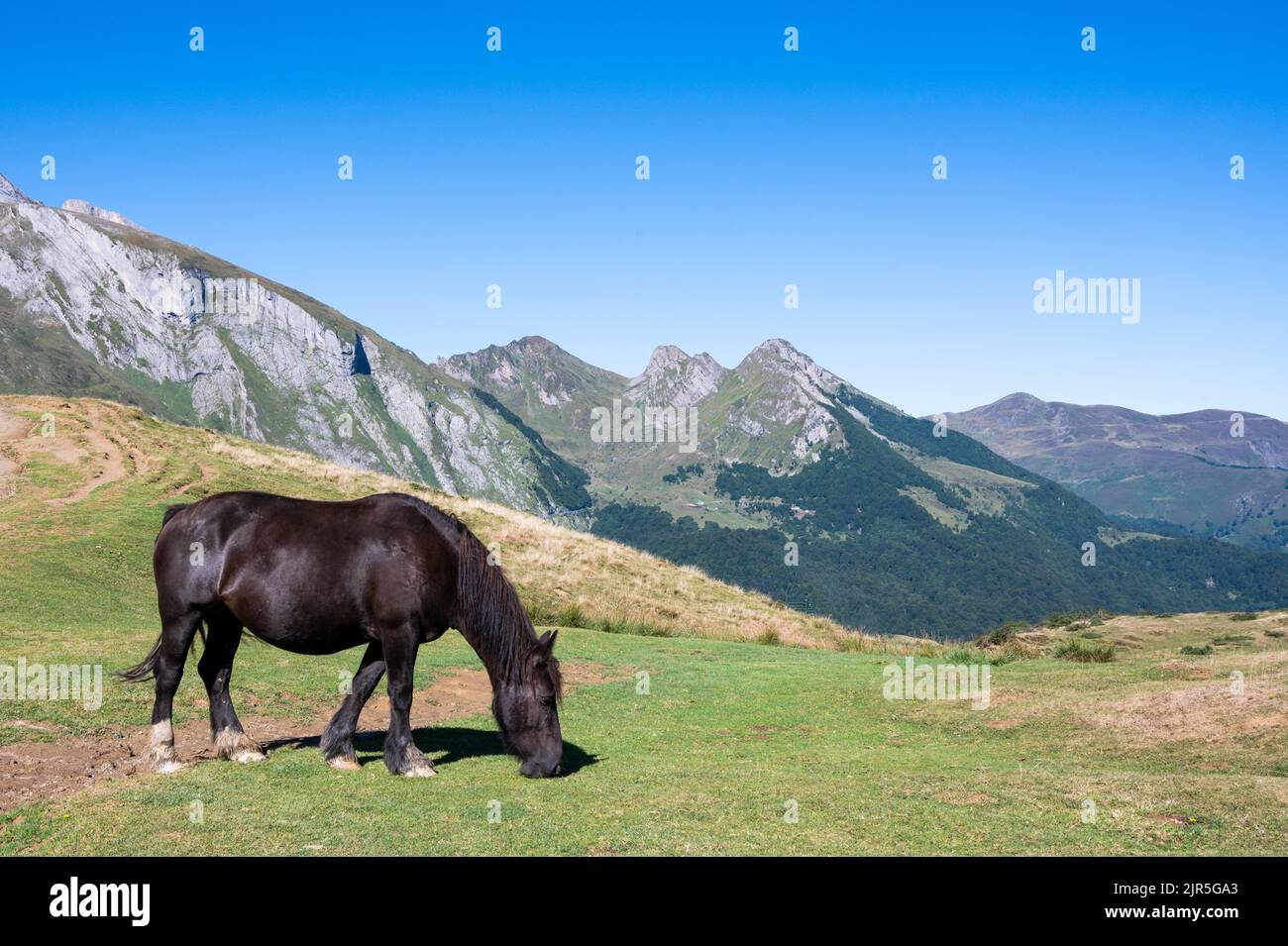 Portrait of a horse in summer pastures in the Pyrenees Stock Photo