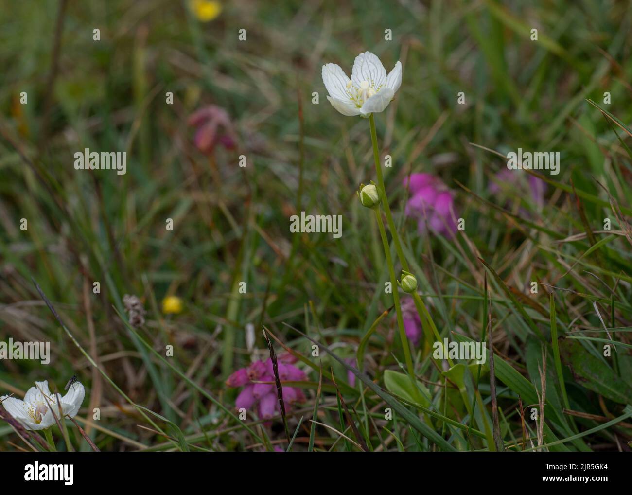 Grass of Parnassus (Parnassia palustris), growing in boggy ground