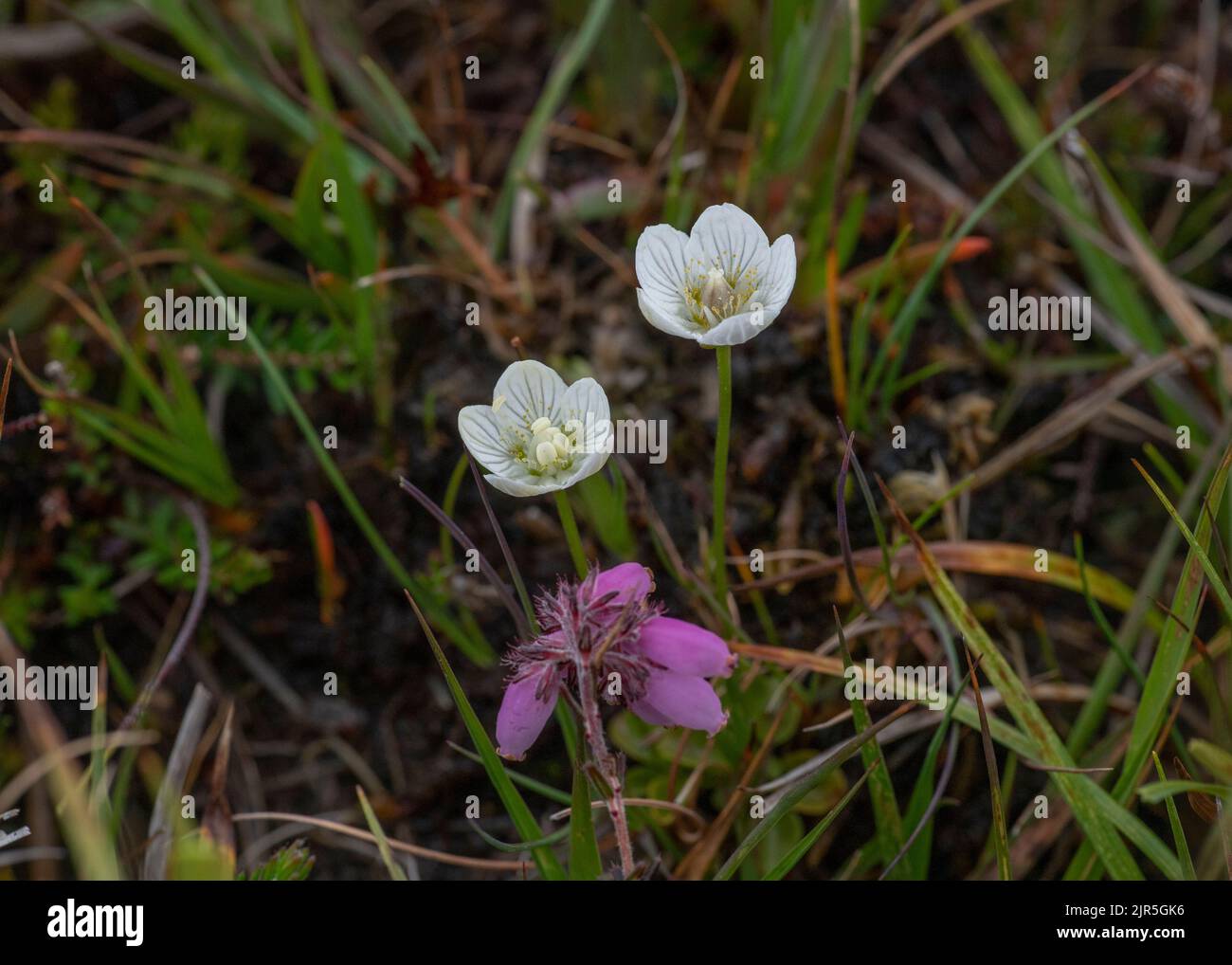 Grass of Parnassus (Parnassia palustris), growing in boggy ground