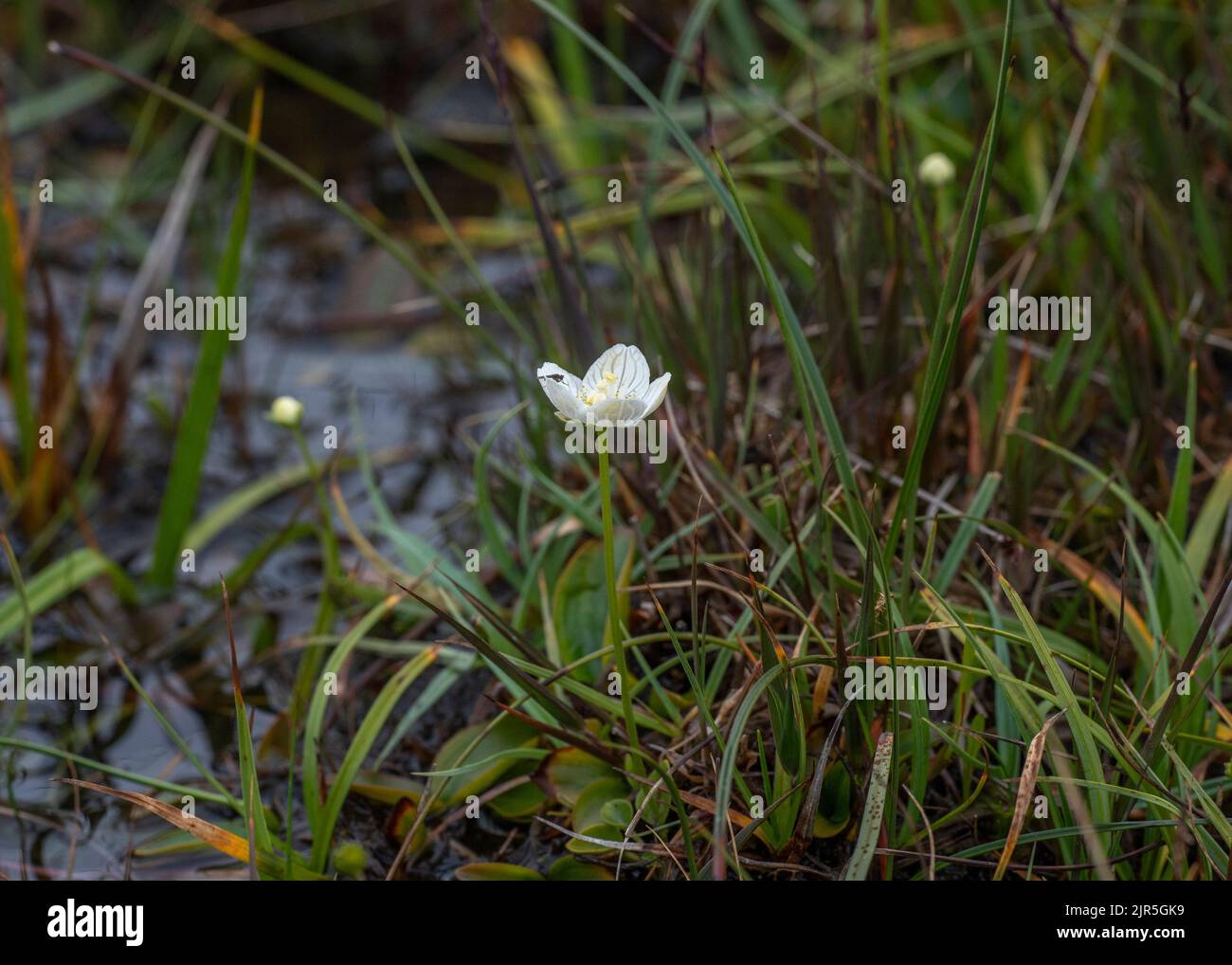 Grass of Parnassus (Parnassia palustris), growing in boggy ground