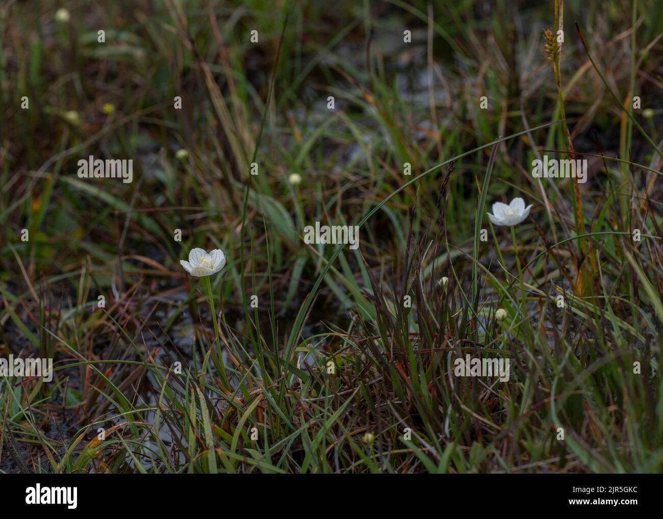 Grass of Parnassus (Parnassia palustris), growing in boggy ground