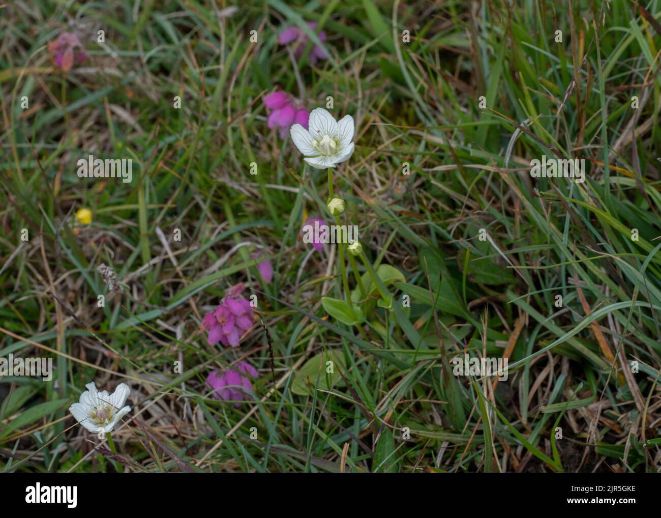 Grass of Parnassus (Parnassia palustris), growing in boggy ground