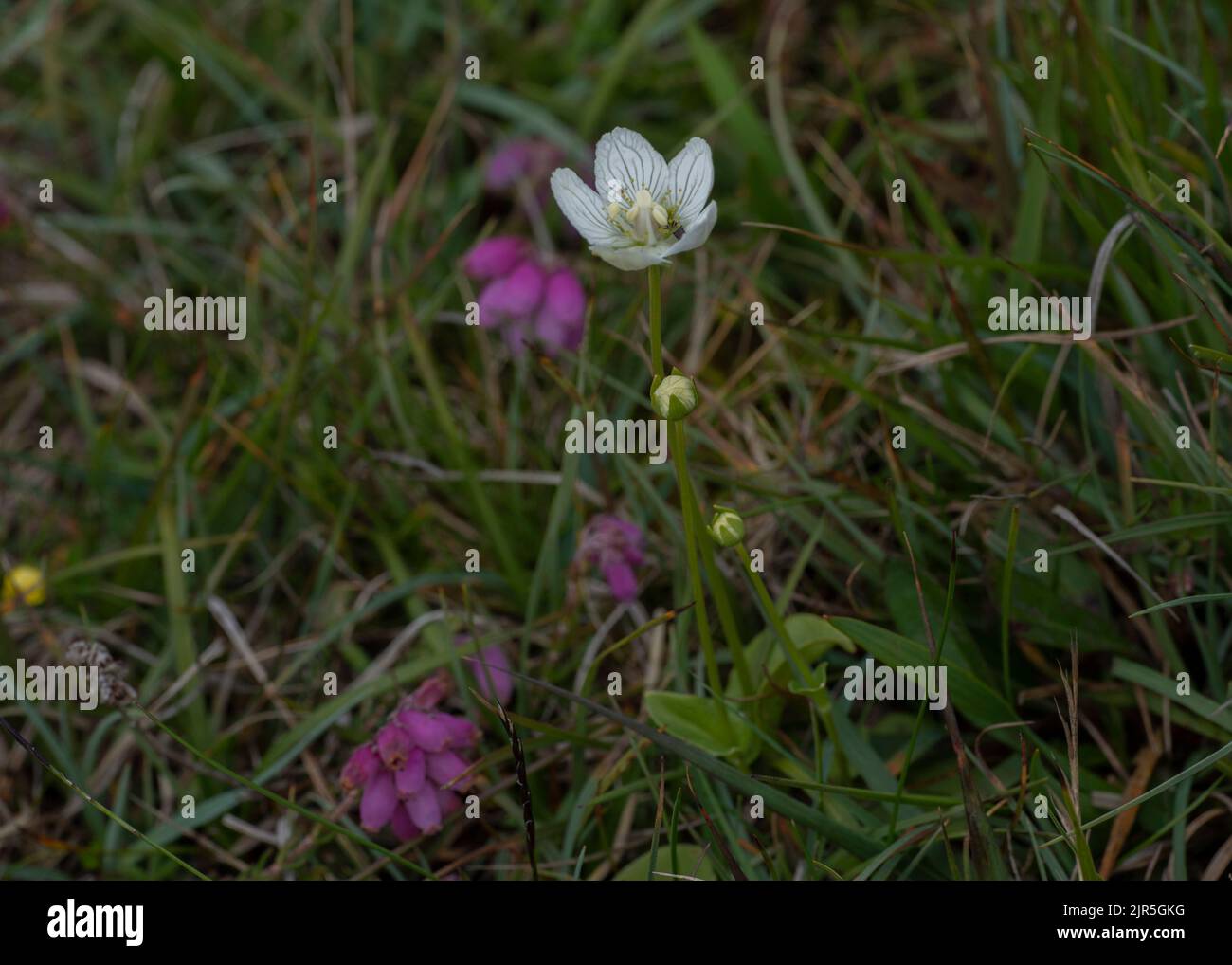 Grass of Parnassus (Parnassia palustris), growing in boggy ground