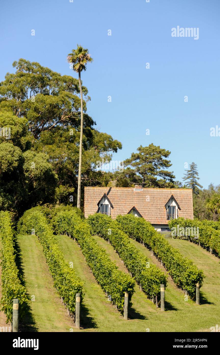 Rows of vines at Black Barn winery in Hawkes Bay, North Island in New Zealand Stock Photo Alamy
