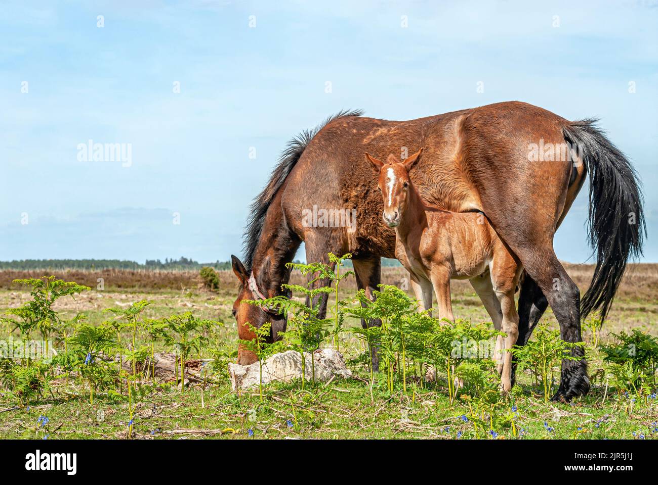 Wild New Forest Pony Mare with foal at New Forest Wildlife Park, England Stock Photo