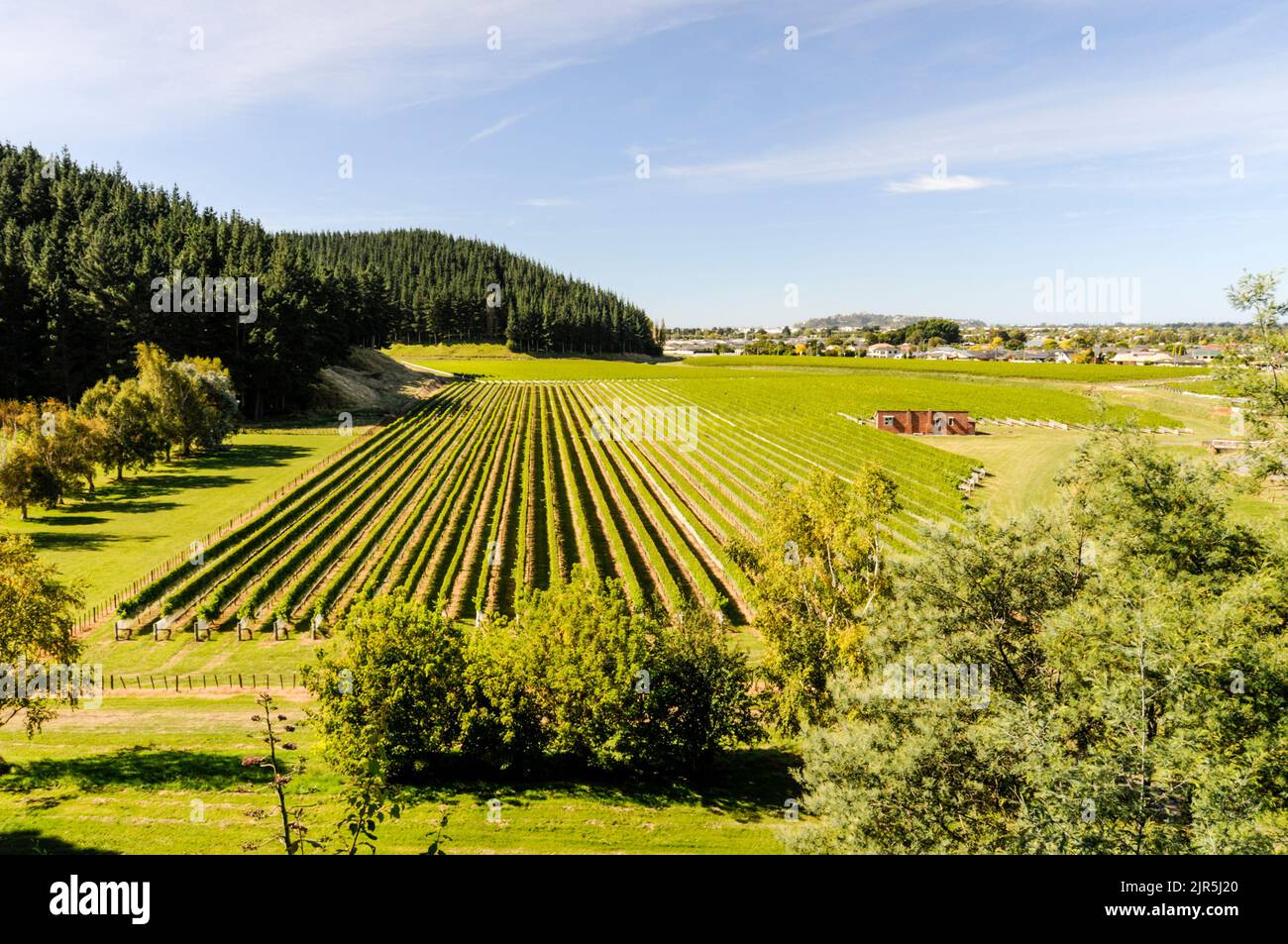 The vineyards of New Zealand's oldest winery and birthplace, 'The Mission Estate in Napier, Hawkes Bay on North Island. Stock Photo