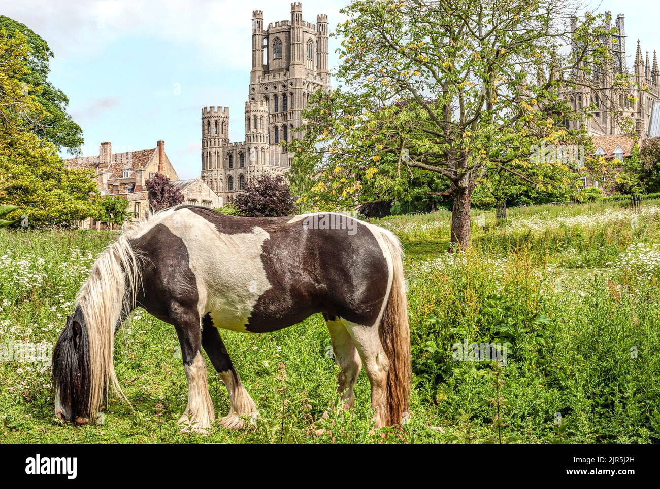 Skewbald Pony on a meadow with the Ely cathedral in the background, Ely, Cambridgeshire, England Stock Photo