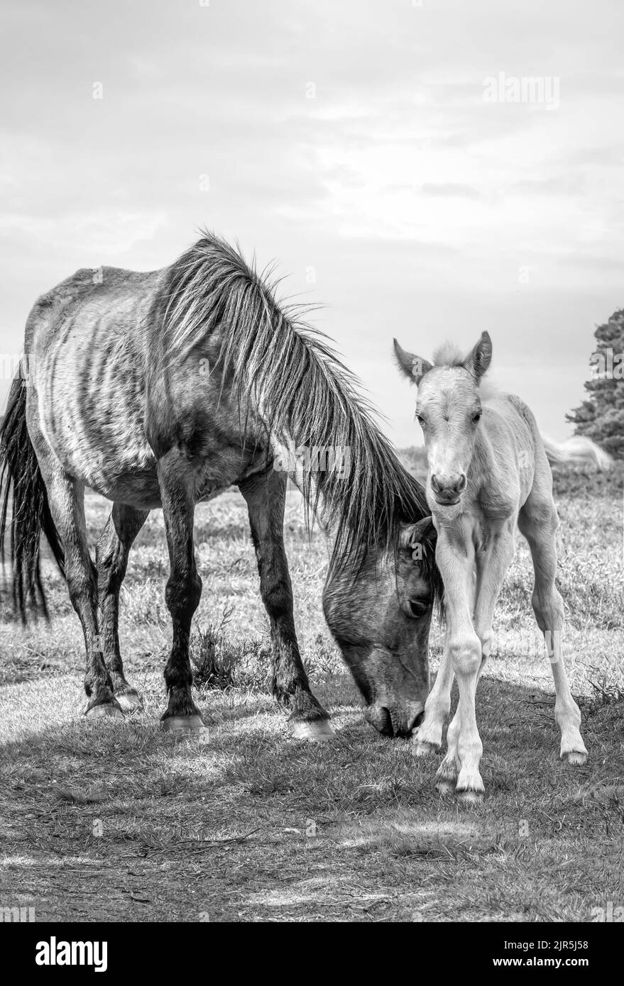 Wild New Forest Pony Mare with foal at New Forest Wildlife Park, England Stock Photo