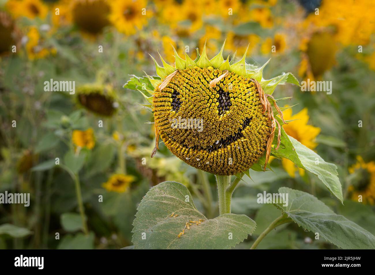 Sunflower (Helianthus) Stock Photo