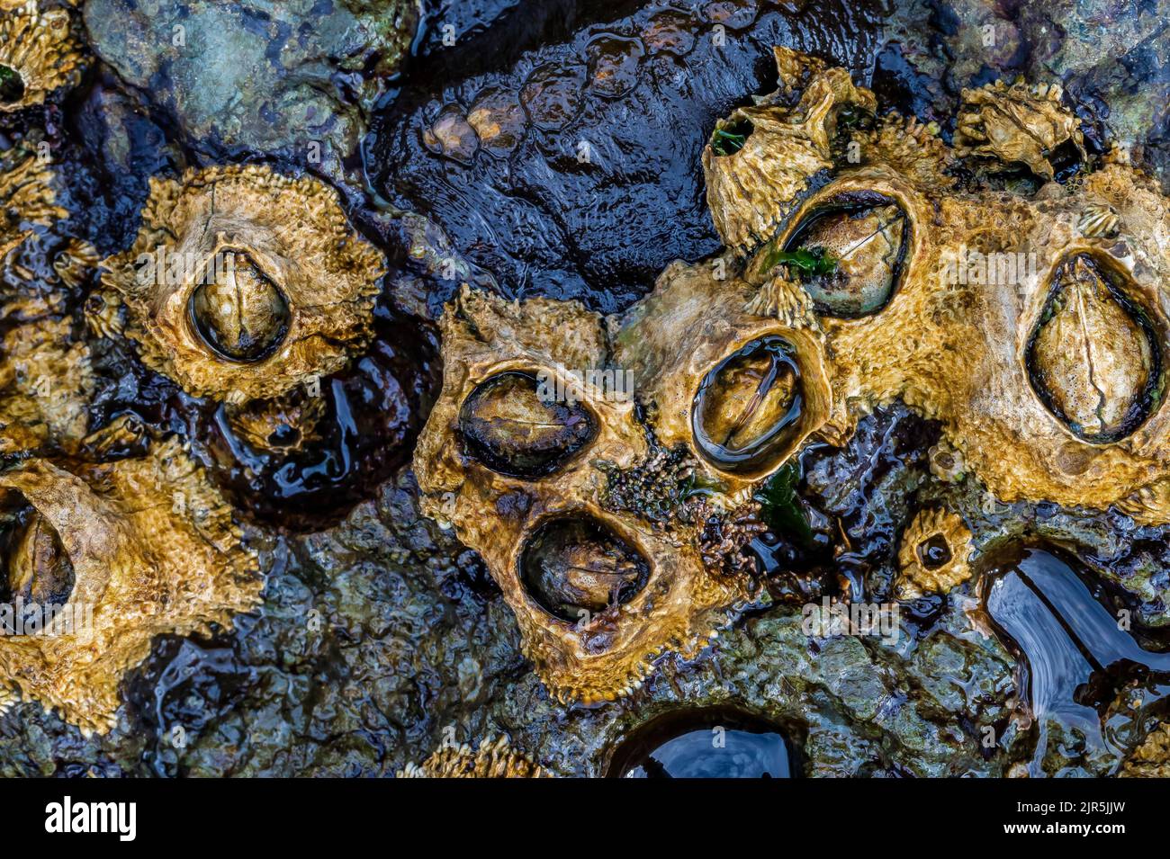North American Acorn Barnacles, Balanus glandula, and Black Katy Chiton at Tongue Point in Salt Creek Recreation Area along the Strait of Juan de Fuca Stock Photo