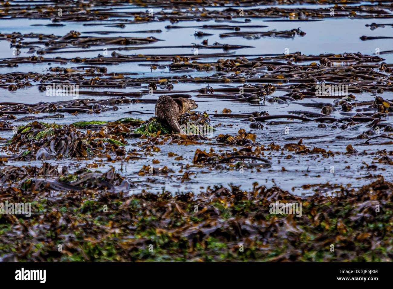 North American River Otter, Lontra canadensis, foraging in kelp forest