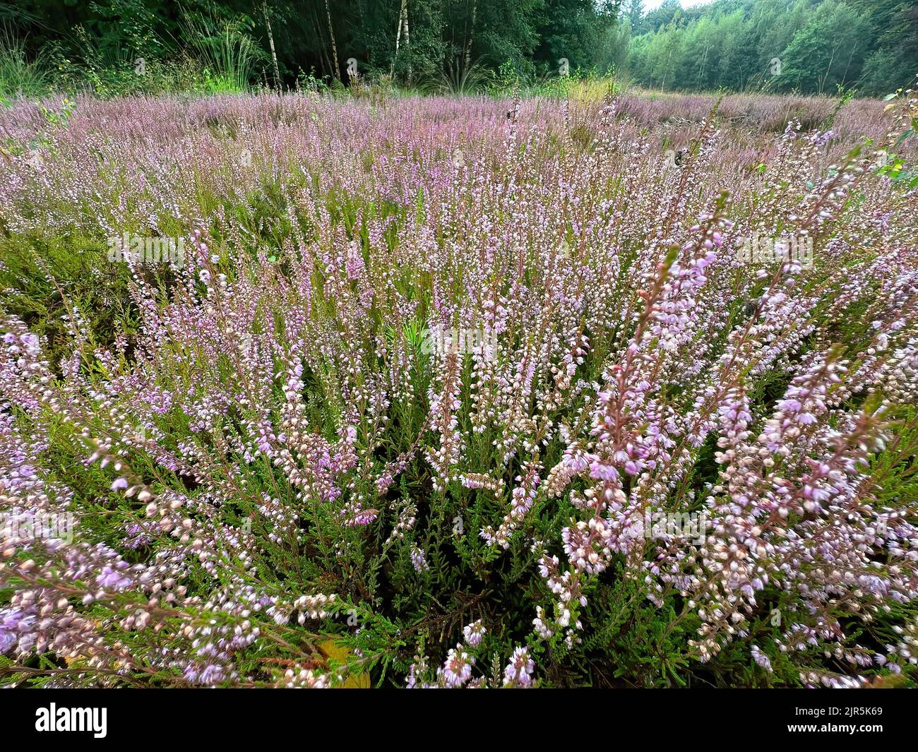 A scenic wide angle landscape on a moorland filled with purple blossoming common Heather, Calluna vulgaris Stock Photo