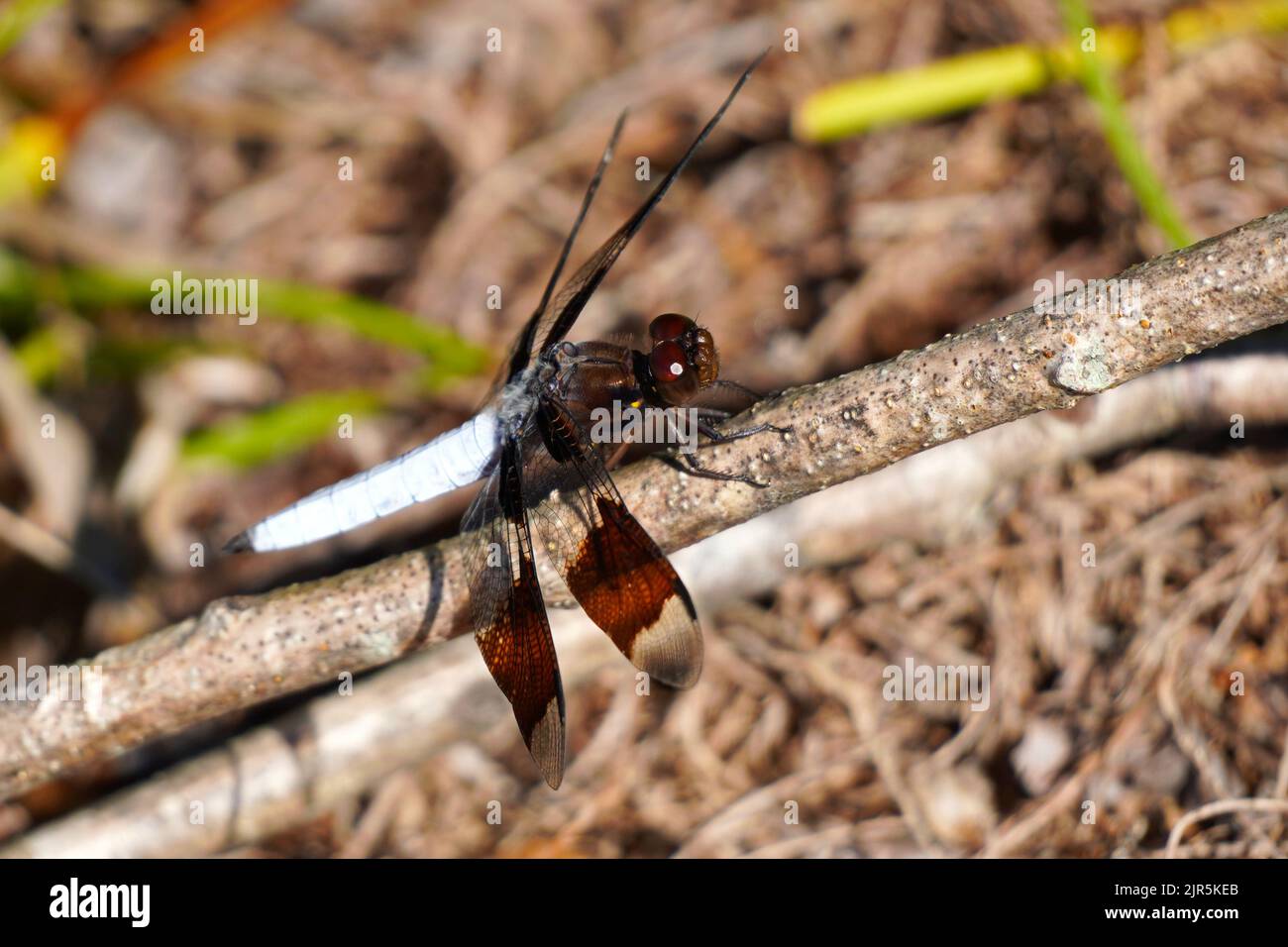 Male Common Whitetail Dragonfly, Plathemis lydia, perched on a stick Stock Photo