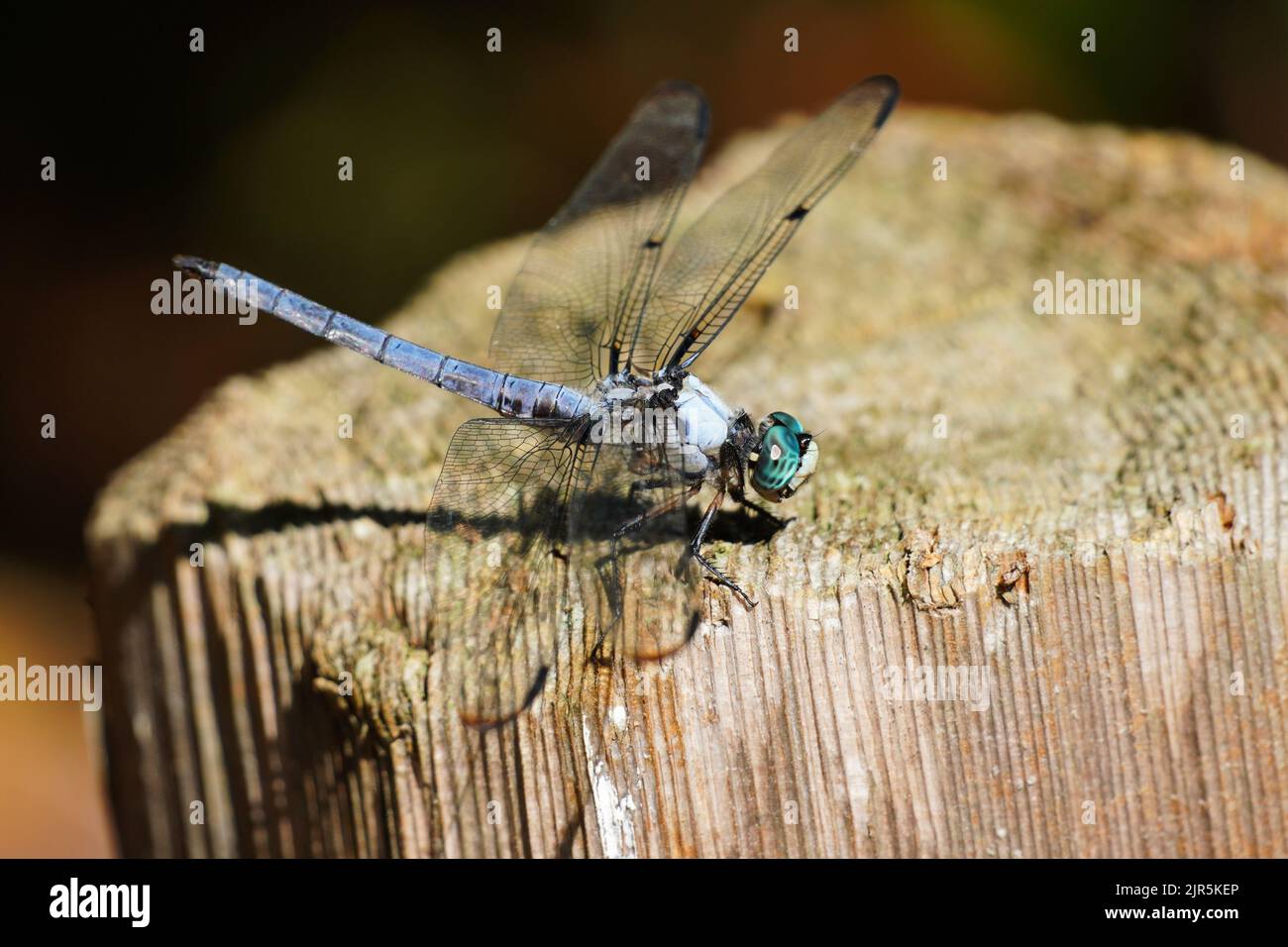 Great Blue Skimmer Dragonfly, Libellula vibrans, sitting on a fence post Stock Photo