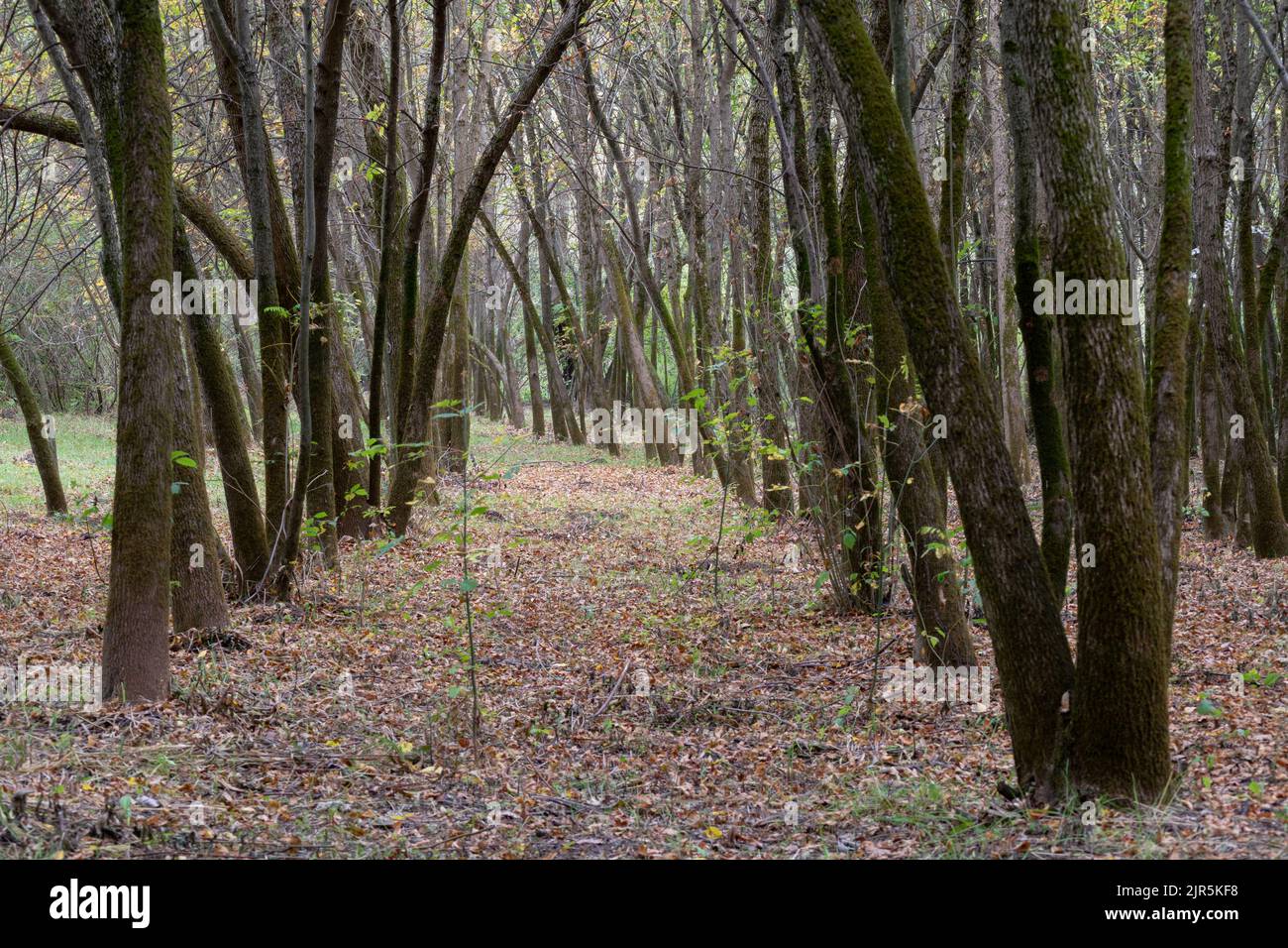 Planned planted alder forest in rows, curved and sloping tree line with moss on the bark Stock Photo