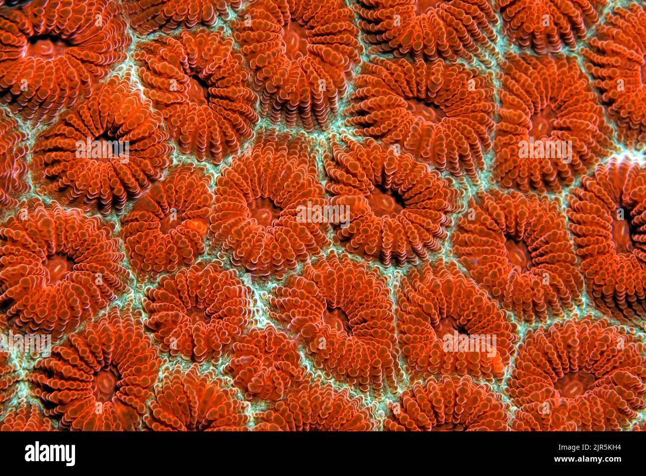 Favia coral or Star coral (Favia sp.), Komodo National Park, Komodo island, Indonesia, Indo-Pacific ocean, Asia Stock Photo