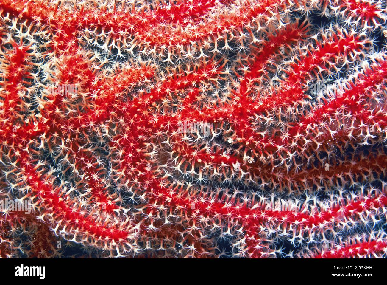 Polyps of a red horn coral (Gorgonacea), Borneo, Malaysia, Indo-Pacific Ocean, Asia Stock Photo